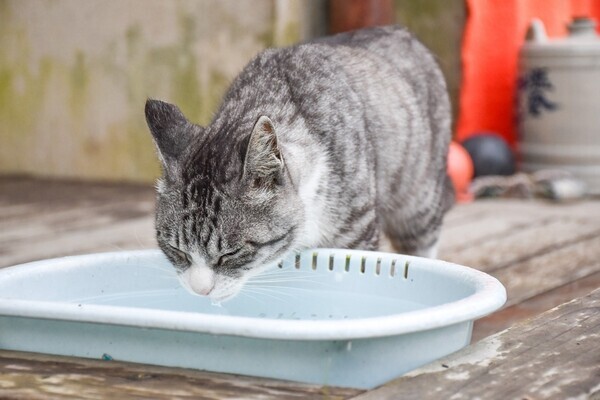 「かわいそう」と批判の声も…東京・新宿の公園　野良猫用の水に対する「撤去要請」の張り紙が波紋、区の担当者が明かした“真相”