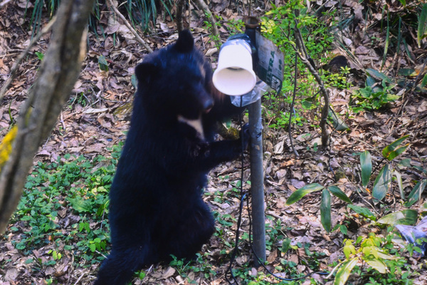 《まるで人間？》クマが電灯スイッチをオン、蛇口で水も…研究歴50年以上の専門家が語る“進化ではない”真相