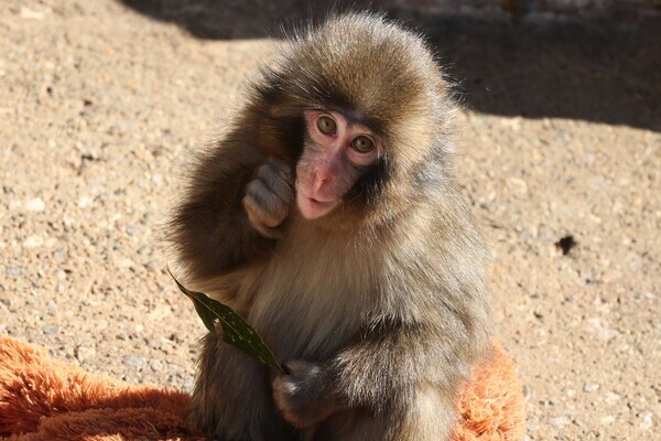 「飼育員の精神状態に課題」サルのパンチ君が大人気・市川市動植物園　飼育員に「撮影禁止」腕章を　担当者に聞いた“深刻な措置理由”