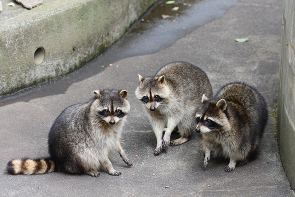 《かわいい顔でも要注意》都会でアライグマが急増、人気声優も遭遇…専門家が警告する“家屋・健康被害”