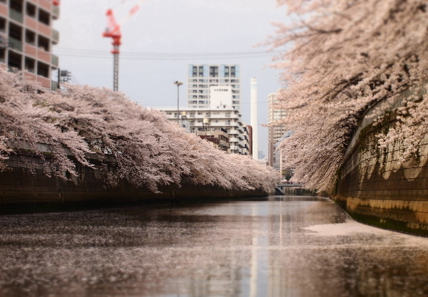 お花見クルーズという最高の贅沢！　Captain Shin号の「東京ベイクルーズ」で満開の桜を満喫♪