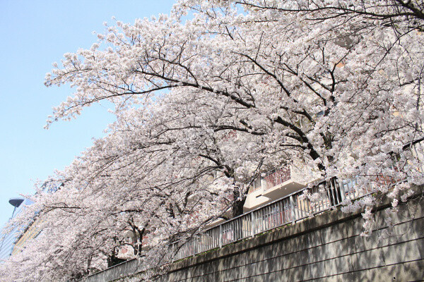お花見クルーズという最高の贅沢！　Captain Shin号の「東京ベイクルーズ」で満開の桜を満喫♪