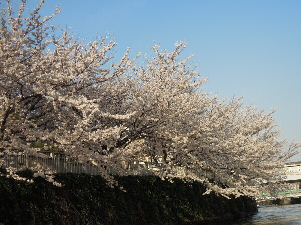 お花見クルーズという最高の贅沢！　Captain Shin号の「東京ベイクルーズ」で満開の桜を満喫♪