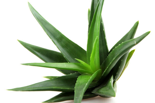 大人の肌になめらかさと透明感を宿す、あの植物