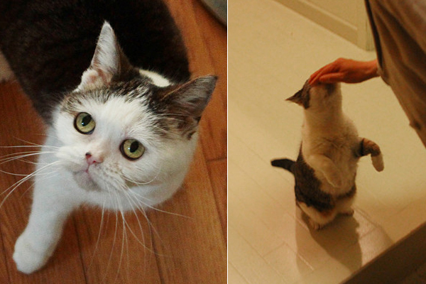 ぶさカワ 猫「まこ」と 愛犬「富士丸」の ブログ -飼い主のエゴでなく、動物本位に暮らす-