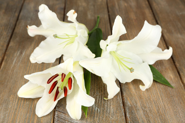 白百合から生まれた「カサブランカエキス」とは？