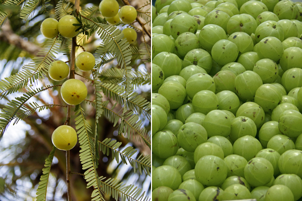 若返り、活性化させる！「アムラエキス」の秘密