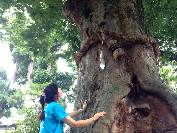 電車で行ける出雲大社 相模分祠で、森と人のえんむすびを考える