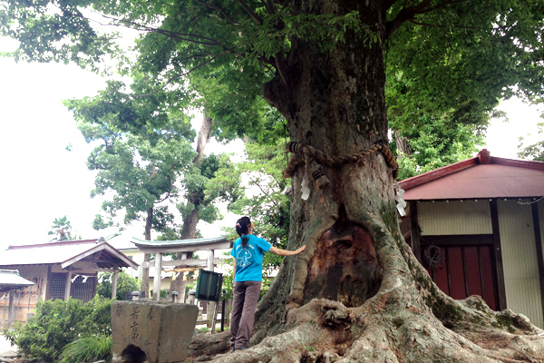 電車で行ける出雲大社 相模分祠で、森と人のえんむすびを考える