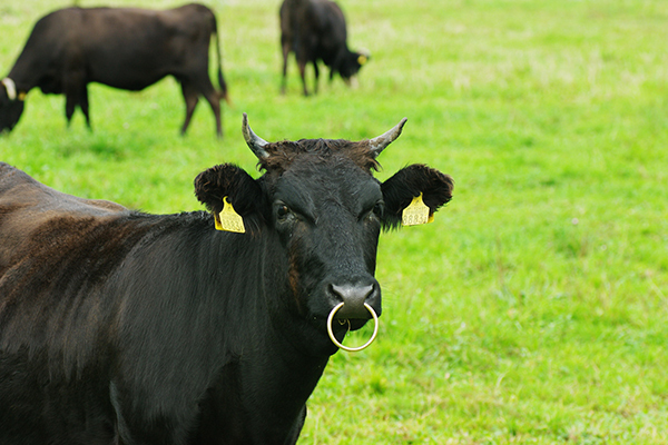 衣服の頑固なシミが、意外な成分ですっきり落ち！