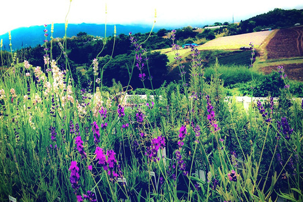 オーガニック認証を取得した日本のハーブ園の実力を体感！