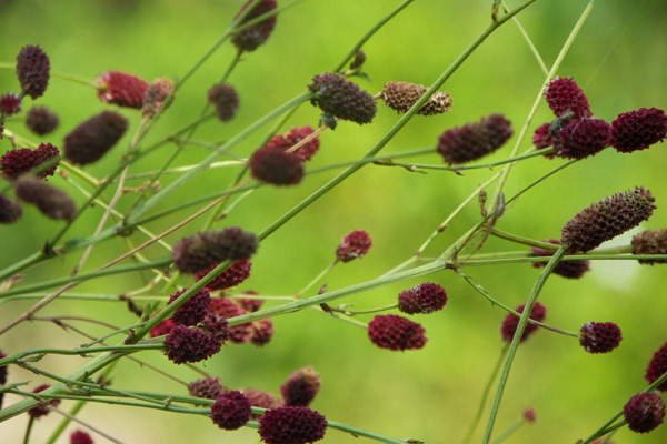ぬくもりある民芸の器で、彩る秋の食卓