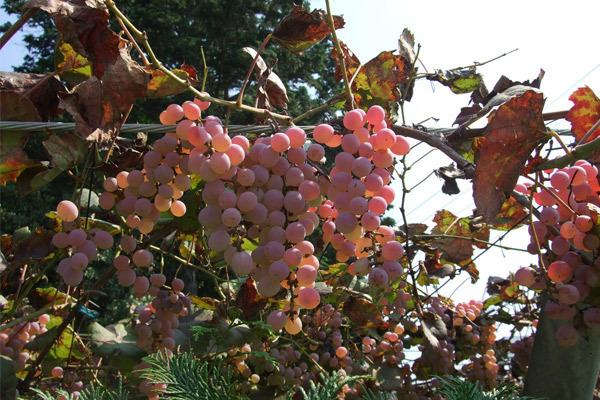 シーズン到来　山梨のワインイベントに行こう！