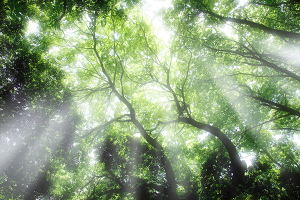 アーユルヴェーダ的 ”3つの朝習慣”  でデトックス