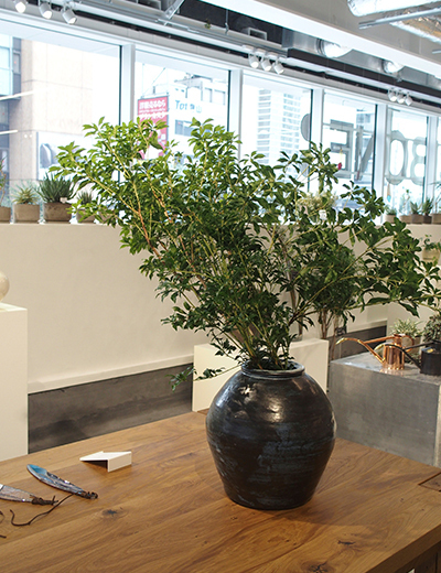 枯れ姿も楽しめる！？新・インドアグリーンの楽しみ方