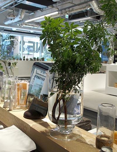 枯れ姿も楽しめる！？新・インドアグリーンの楽しみ方