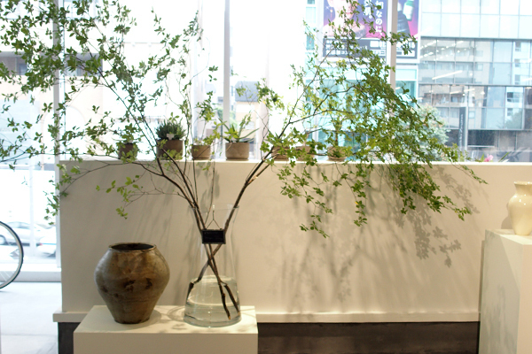 枯れ姿も楽しめる！？新・インドアグリーンの楽しみ方