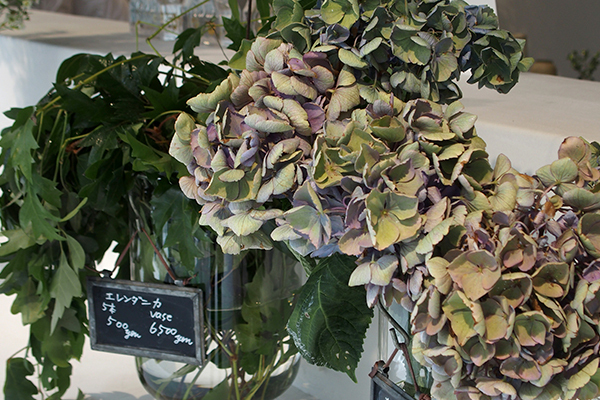 枯れ姿も楽しめる！？新・インドアグリーンの楽しみ方