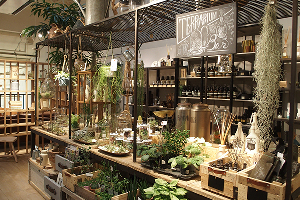 枯れ姿も楽しめる！？新・インドアグリーンの楽しみ方