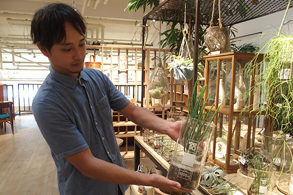 枯れ姿も楽しめる！？新・インドアグリーンの楽しみ方