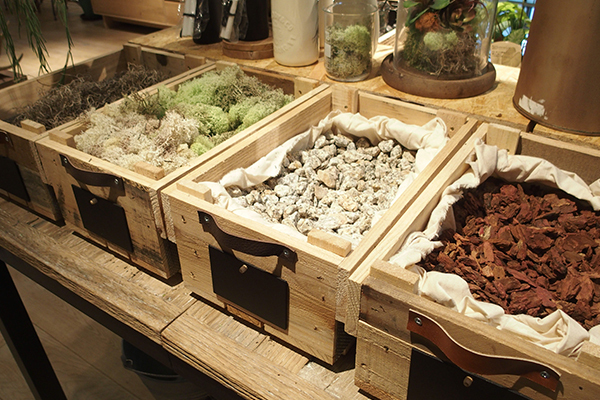 枯れ姿も楽しめる！？新・インドアグリーンの楽しみ方