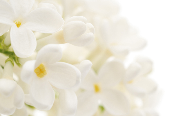 ときめく香りは “髪”  に忍ばせるべし　～美容ジャーナリスト・永富千晴のときめきコラム