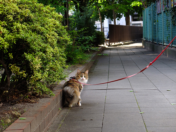 大好きな猫たちと、ゆるく楽しくつきあう方法