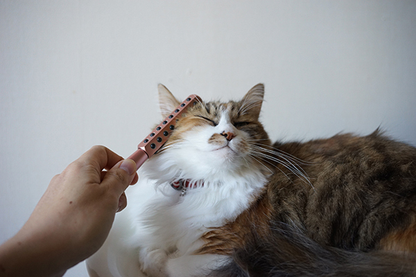 大好きな猫たちと、ゆるく楽しくつきあう方法