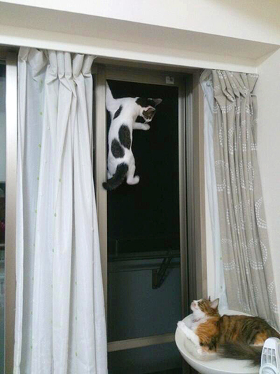 大好きな猫たちと、ゆるく楽しくつきあう方法