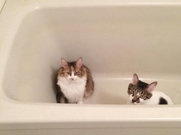 大好きな猫たちと、ゆるく楽しくつきあう方法