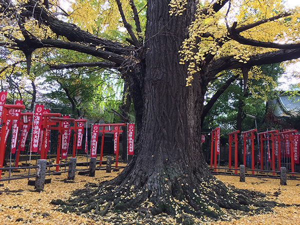 「東京三大イチョウ」独断決定！　都内の巨樹探訪案内