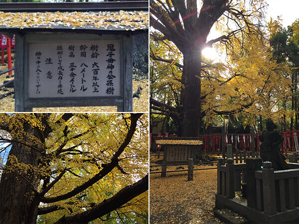 「東京三大イチョウ」独断決定！　都内の巨樹探訪案内