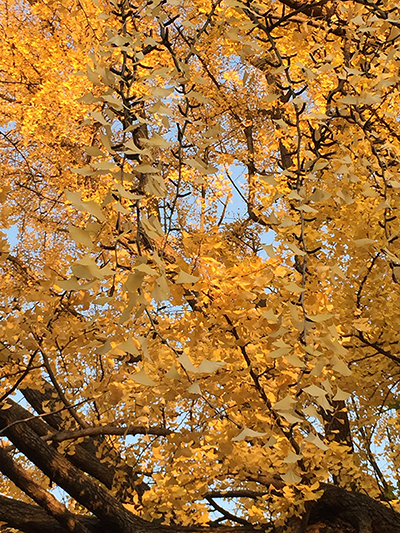 「東京三大イチョウ」独断決定！　都内の巨樹探訪案内