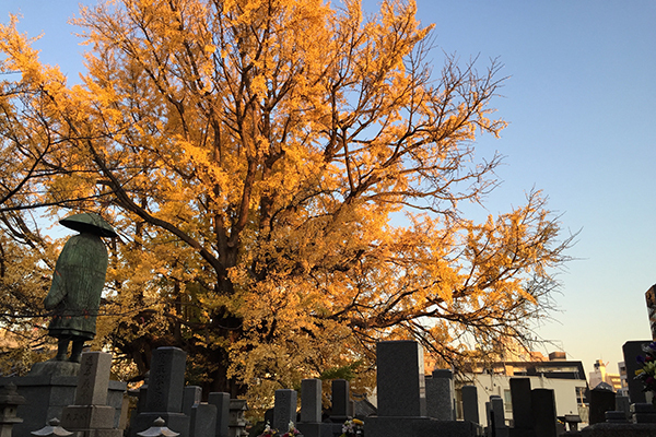 「東京三大イチョウ」独断決定！　都内の巨樹探訪案内