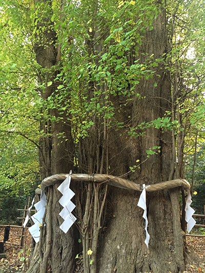 「東京三大イチョウ」独断決定！　都内の巨樹探訪案内