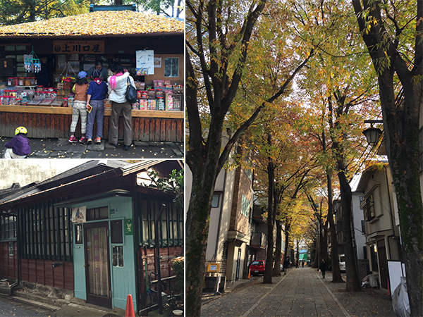 「東京三大イチョウ」独断決定！　都内の巨樹探訪案内