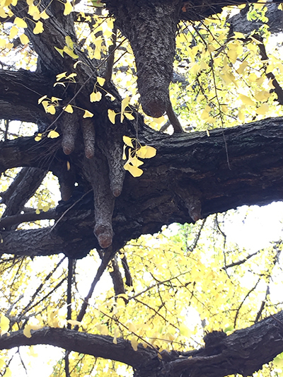 「東京三大イチョウ」独断決定！　都内の巨樹探訪案内
