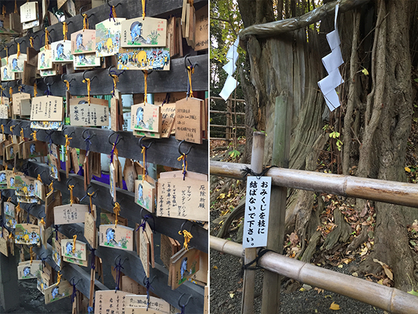 「東京三大イチョウ」独断決定！　都内の巨樹探訪案内