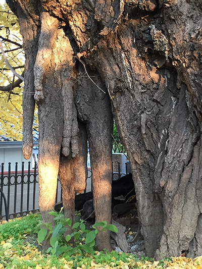 「東京三大イチョウ」独断決定！　都内の巨樹探訪案内