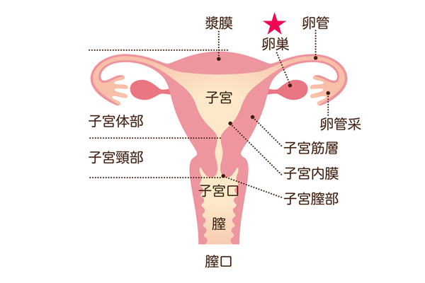 見た目の若さは「卵巣」で決まる！卵巣年齢をチェックしよう