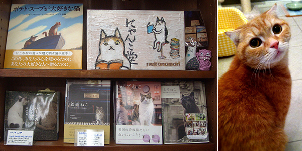 2月22日は猫の日！「にゃんこ堂」おススメ猫本3冊