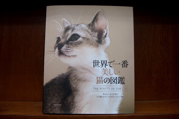 2月22日は猫の日！「にゃんこ堂」おススメ猫本3冊