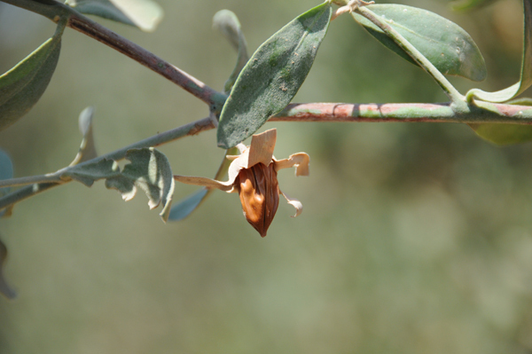 イスラエルのオーガニックコスメ「FARAN」で、夏に向けてボディの乾燥対策を