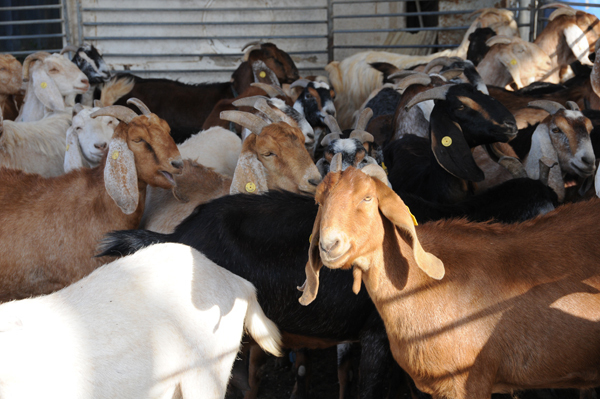 イスラエルのオーガニックコスメ「FARAN」で、夏に向けてボディの乾燥対策を