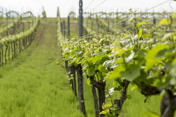 八ヶ岳の恵みを味わう、極上ワインステイ