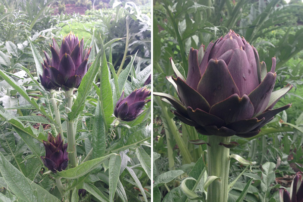 野菜から広がる、都会の農コミュニティとは？「シティファーマーfes!」が開催