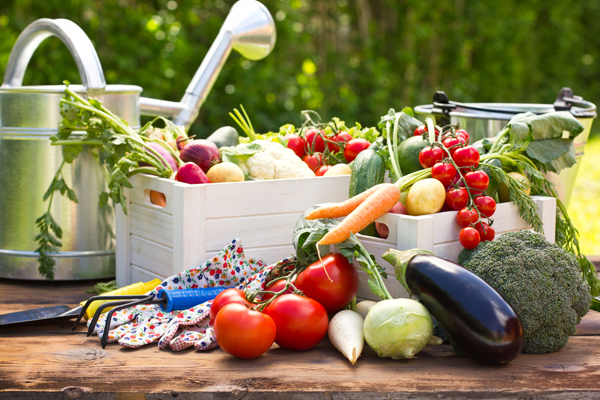 野菜から広がる、都会の農コミュニティとは？「シティファーマーfes!」が開催