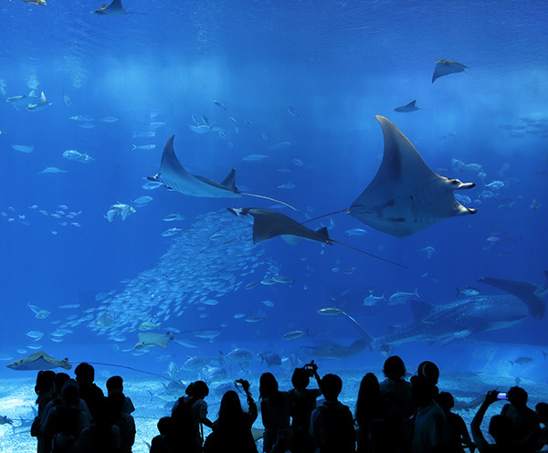 水族館の新しい楽しみかた おとなのためのアクアリウム入門