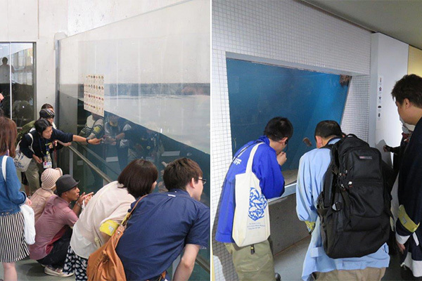 水族館の新しい楽しみかた おとなのためのアクアリウム入門