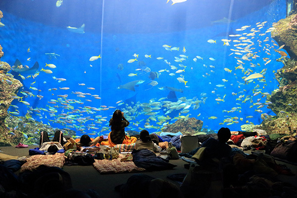 水族館の新しい楽しみかた おとなのためのアクアリウム入門